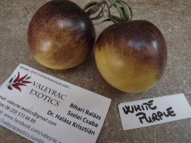 White Purple paradicsom - Paradicsom különlegességek az Egzotikus Növények Stúdiója kínálatából